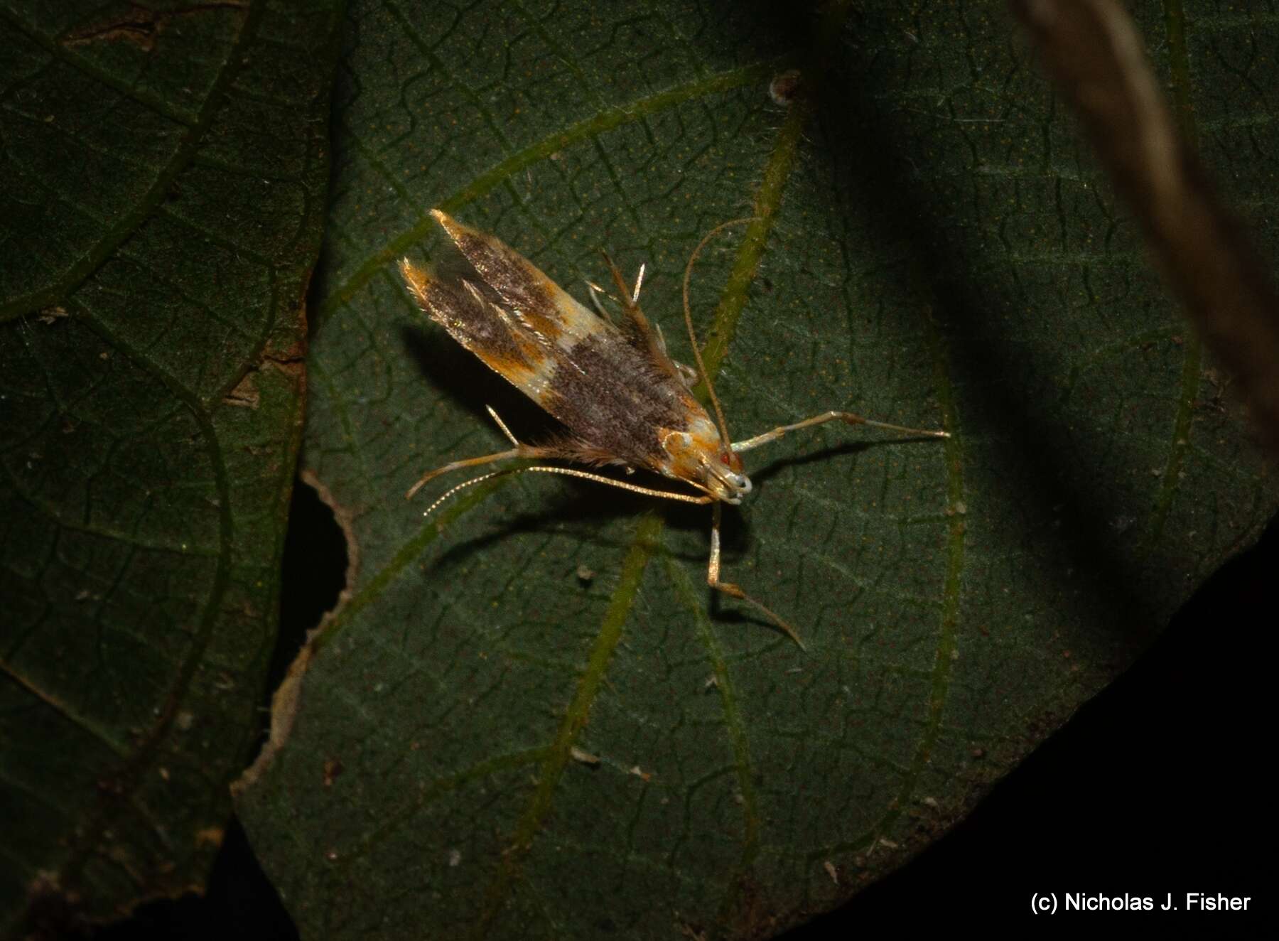 Image of Persicoptila mimochora Meyrick 1897