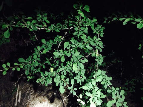 Image of Japanese barberry