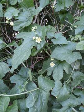 Image of white bryony