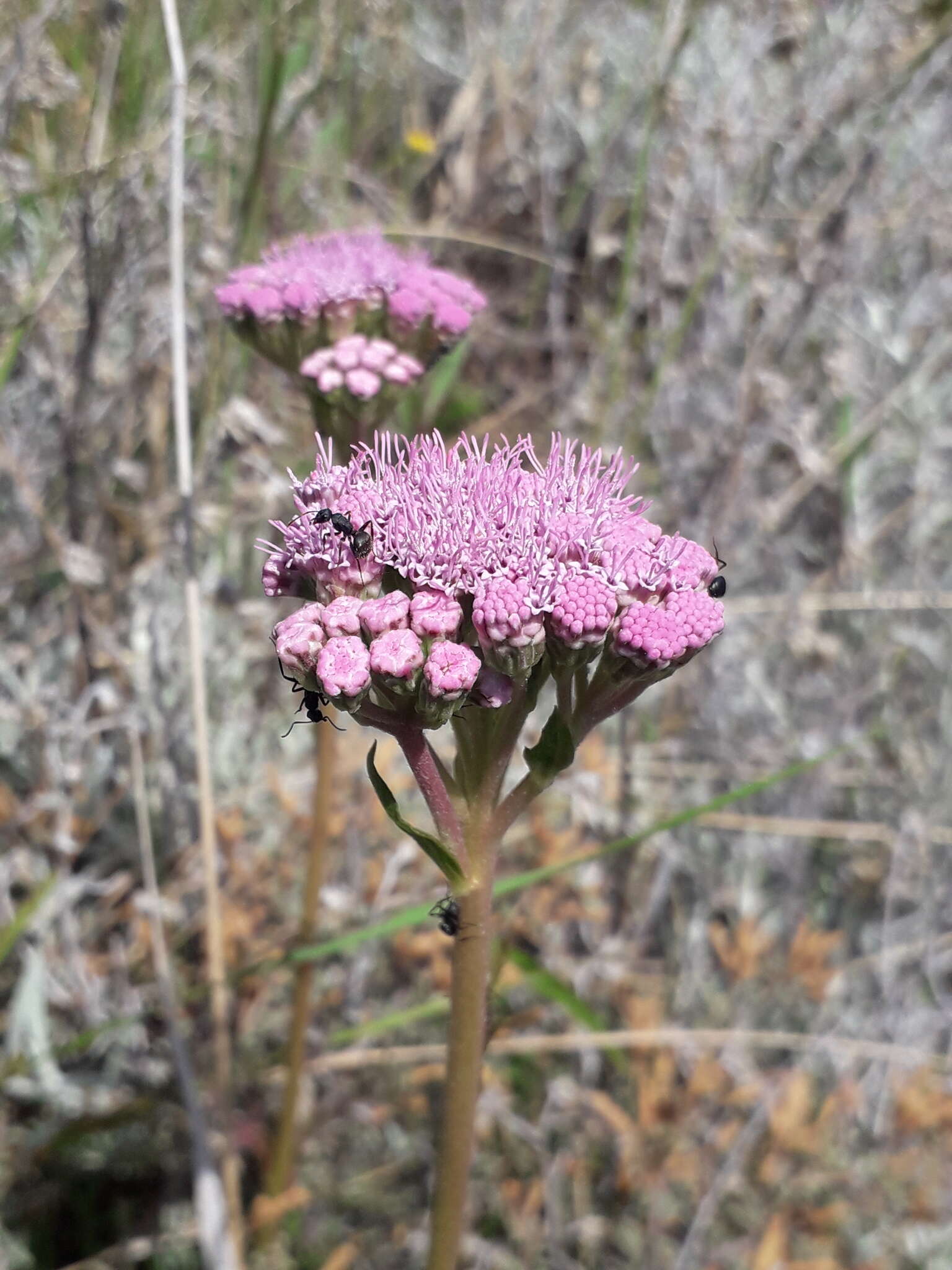 Image of Gyptis tanacetifolia (Gillies ex Hook. & Arn.) D. J. N. Hind & Flann