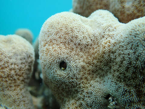 Image of Encrusting Sandpaper Coral