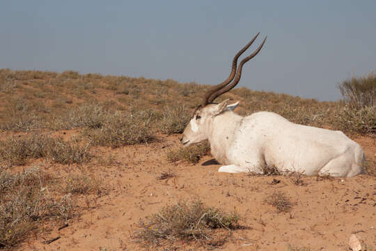 Image of Addax