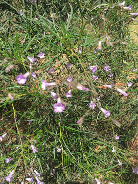 Image of Indian Knob mountainbalm