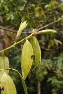 Cinnamomum yabunikkei H. Ohba resmi