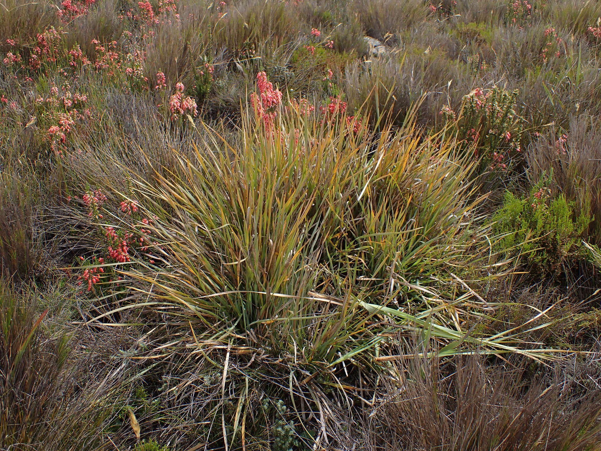 Image of Bobartia paniculata G. J. Lewis