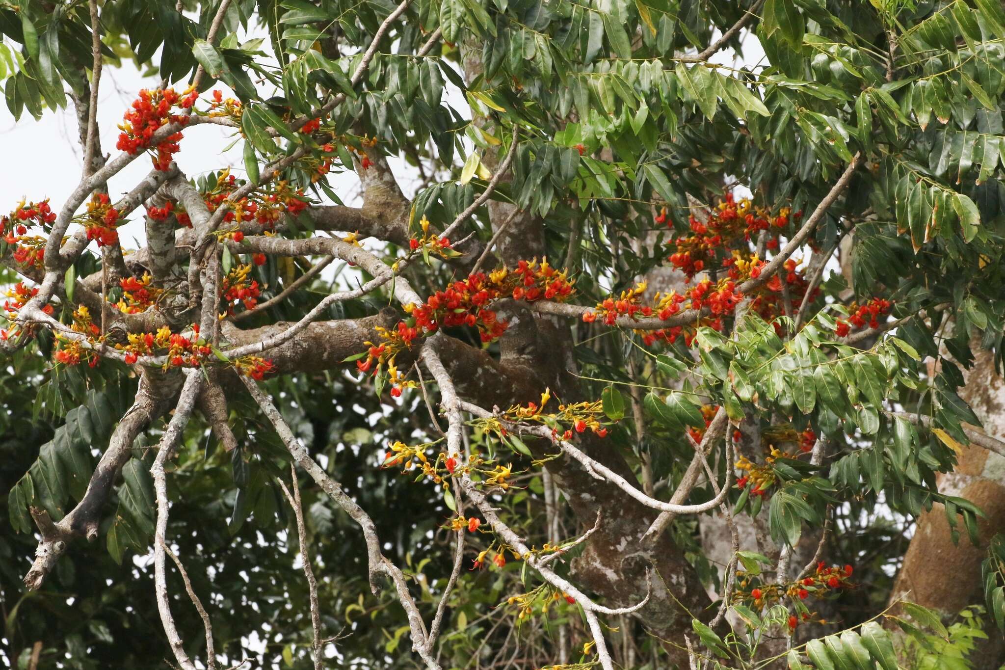 Image de Castanospermum