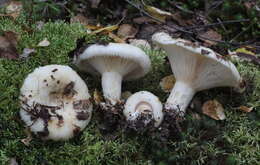 Image of Lactarius aquizonatus Kytöv. 1984