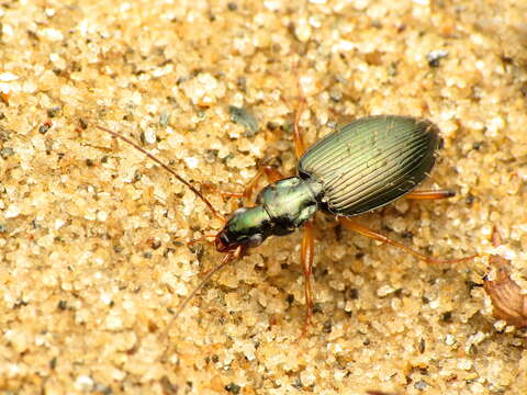 Image of Agonum (Olisares) extensicolle (Say 1823)