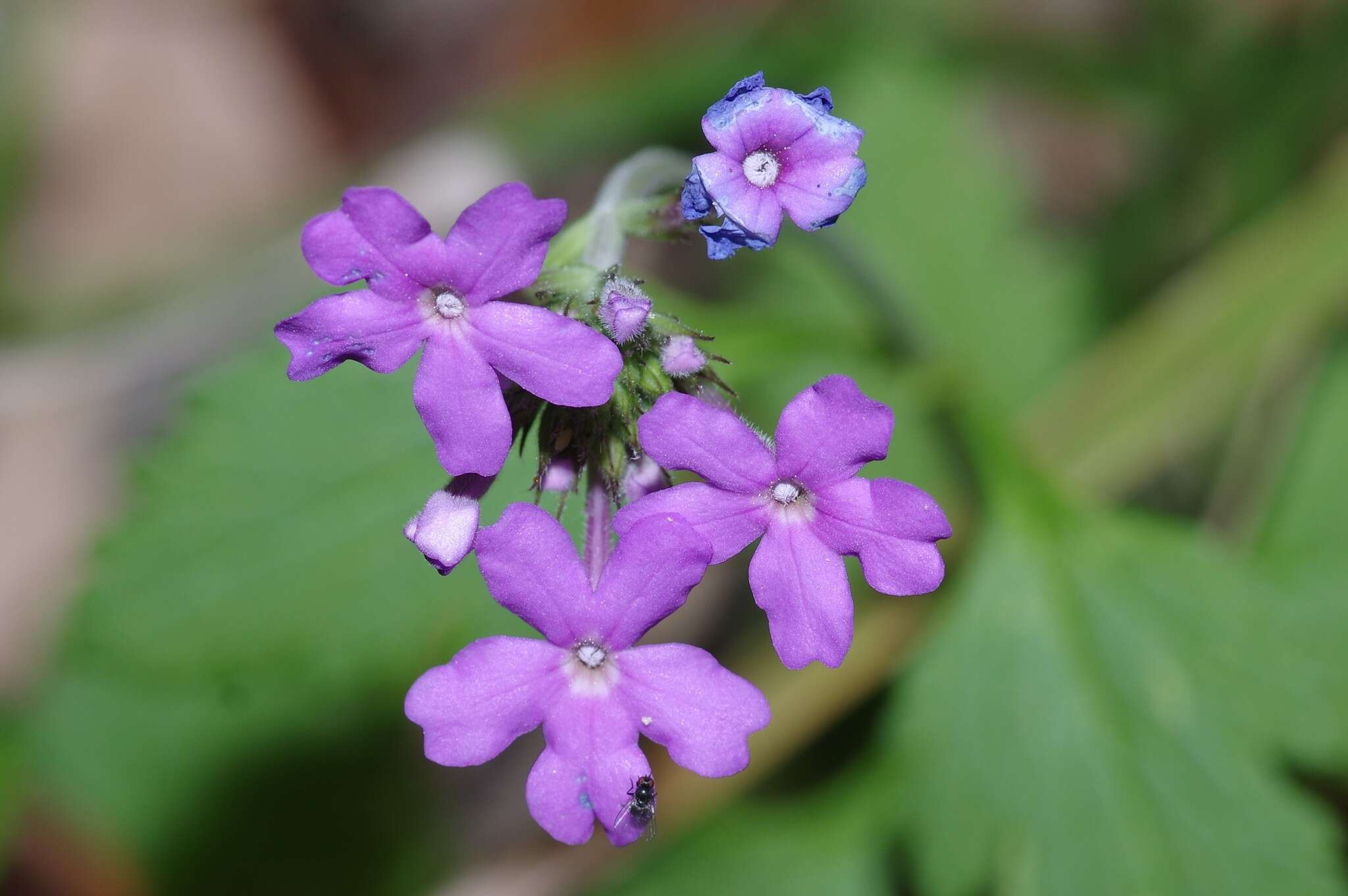 Image de Glandularia tampensis (Nash) Small