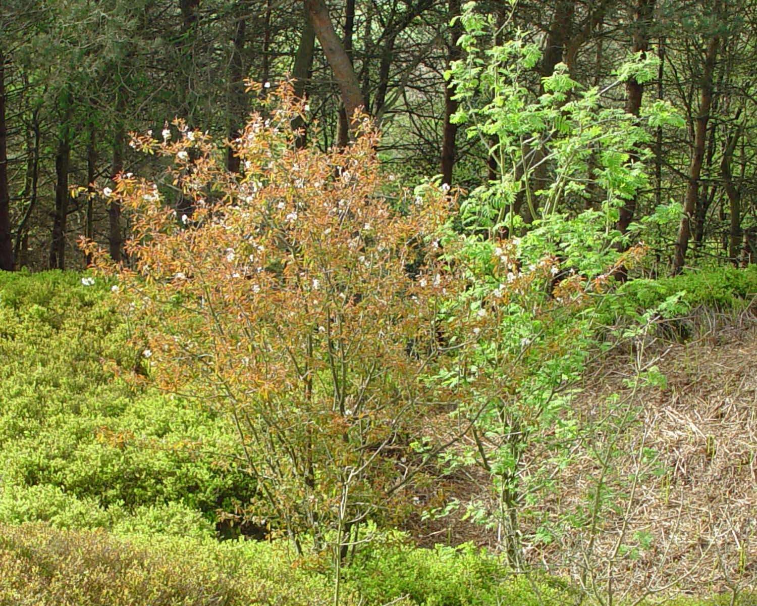 Image de Amelanchier lamarckii F. G. Schroed.