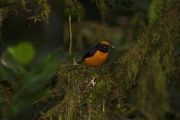 Imagem de Euphonia saturata (Cabanis 1861)