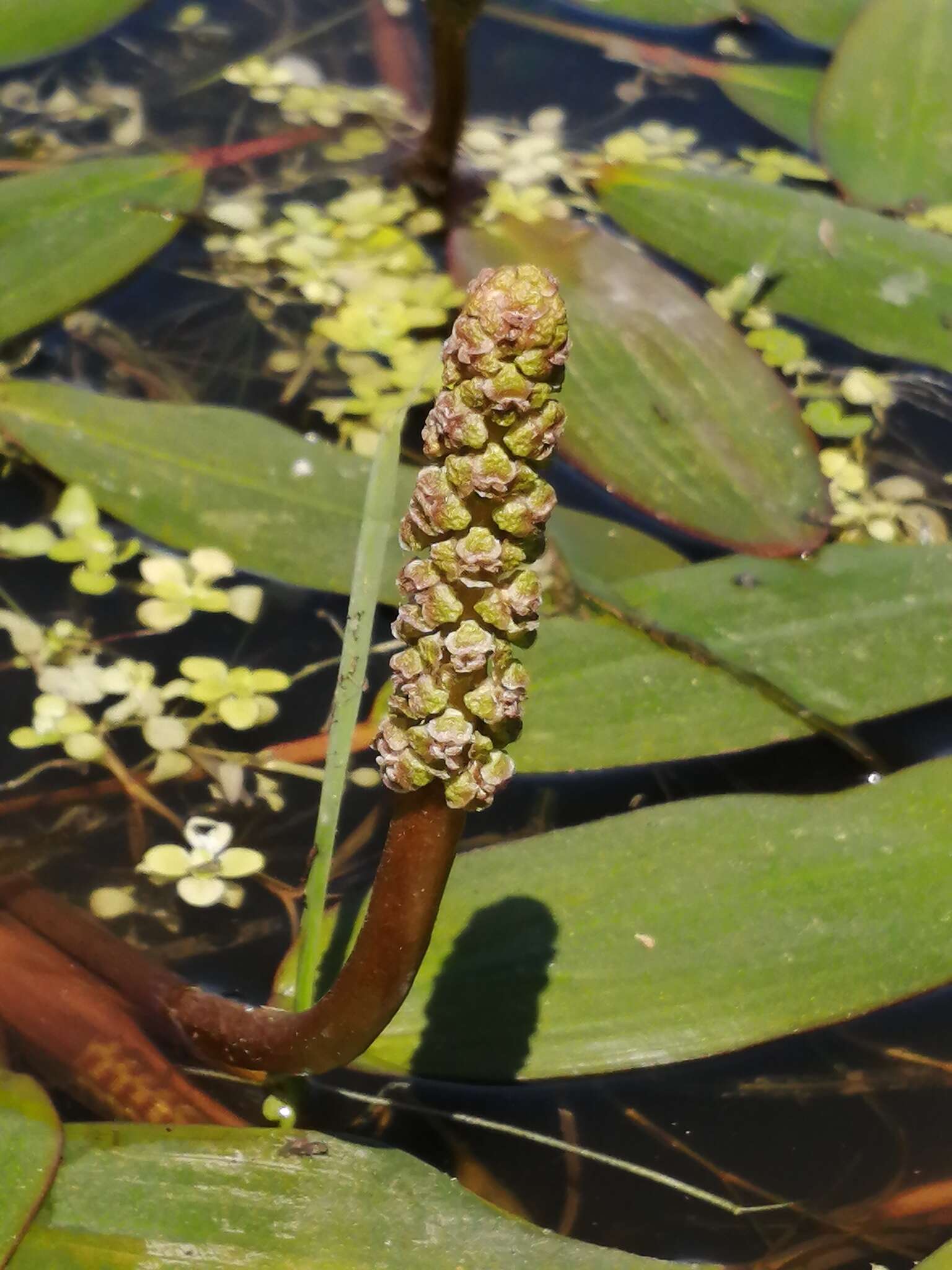 Image of Potamogeton ferrugineus Hagstr.