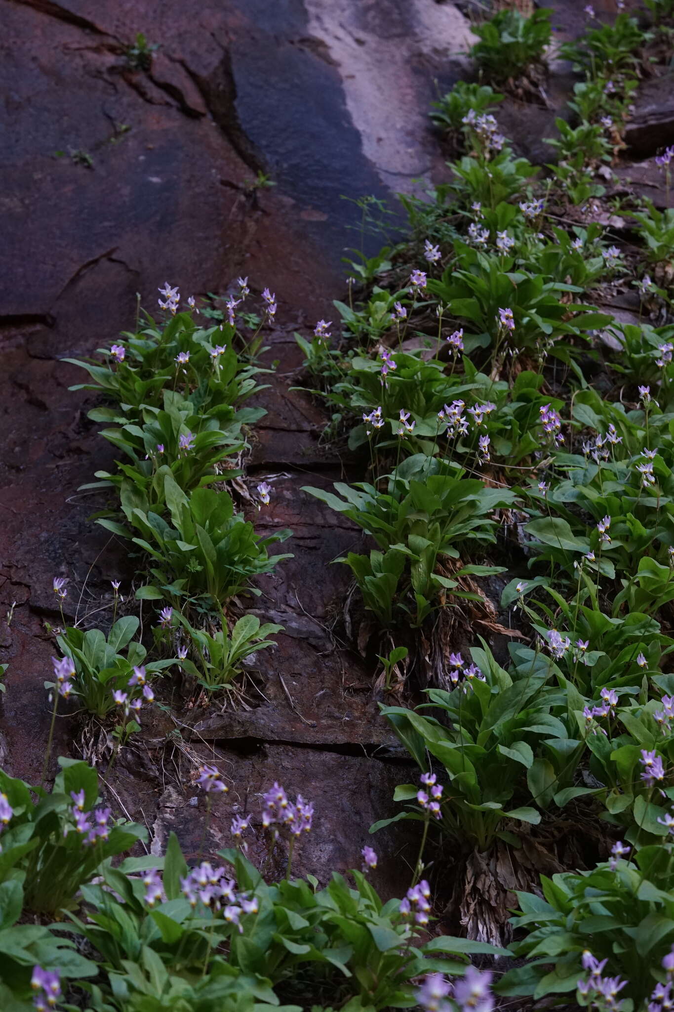 Imagem de Dodecatheon pulchellum var. zionense (Eastw.) S. L. Welsh