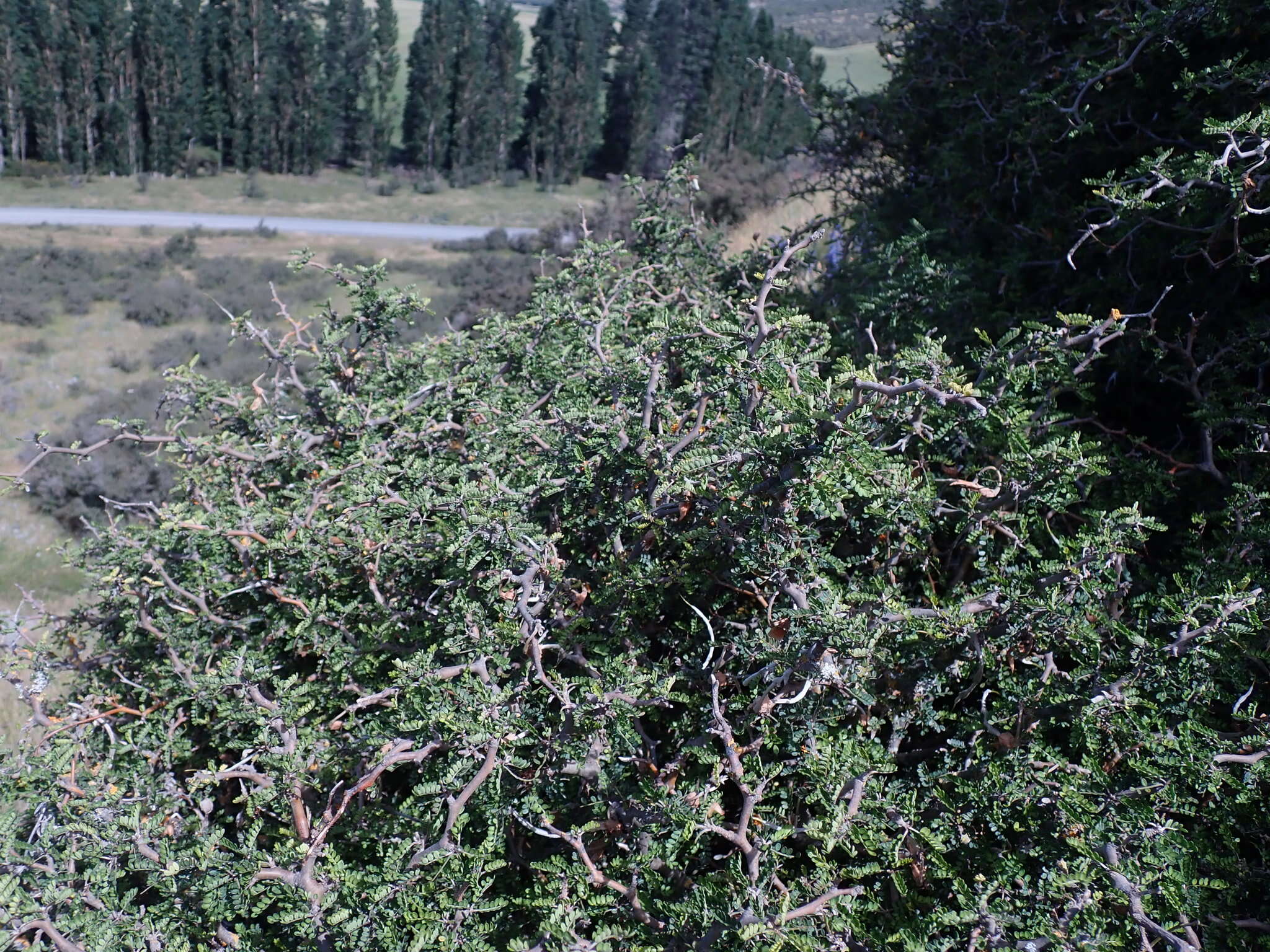 Слика од Sophora prostrata Buchanan