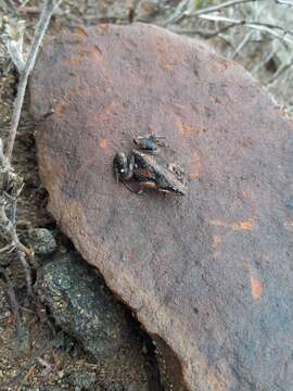 Cacosternum boettgeri (Boulenger 1882)的圖片