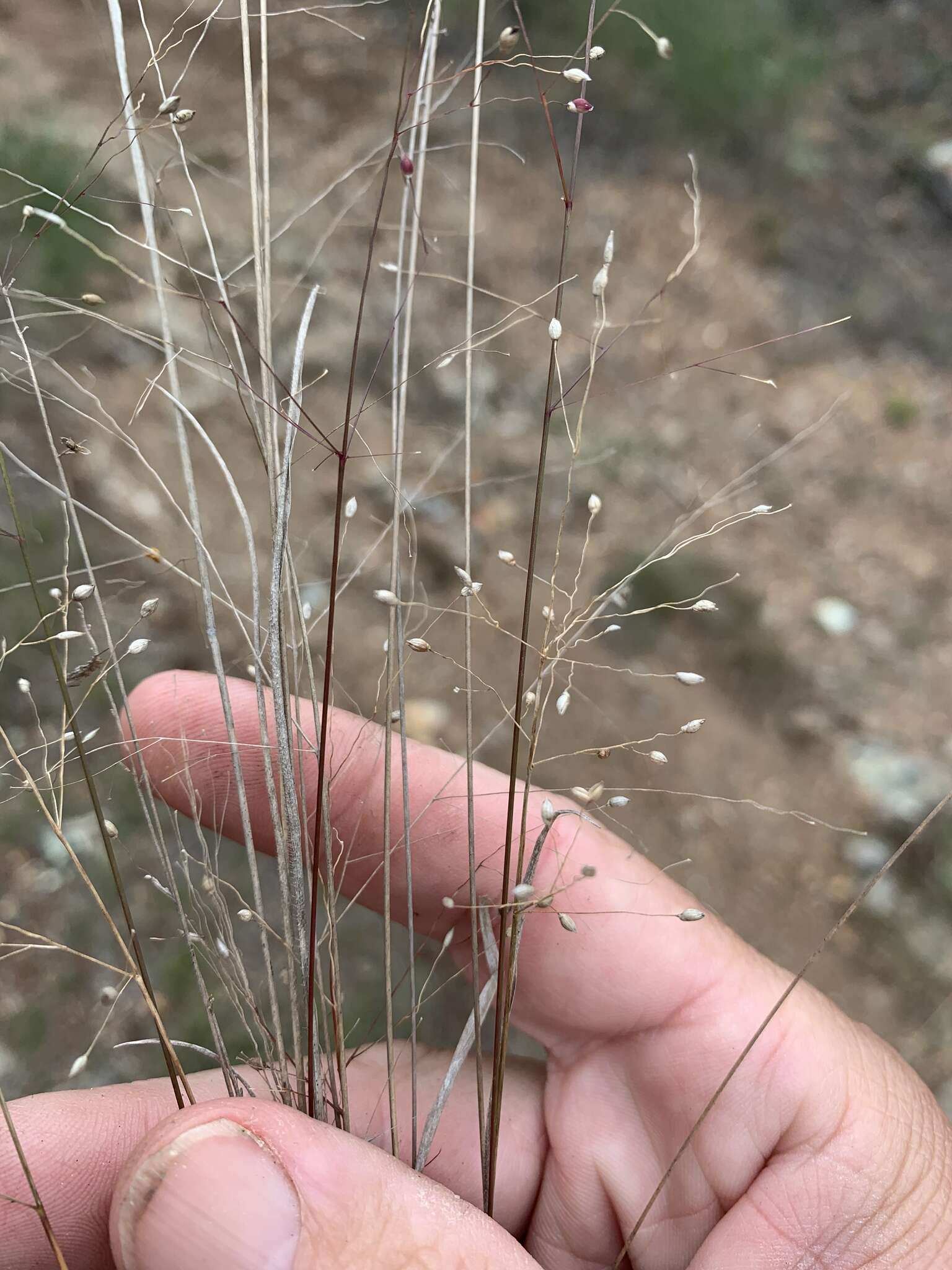 Слика од Panicum simile Domin