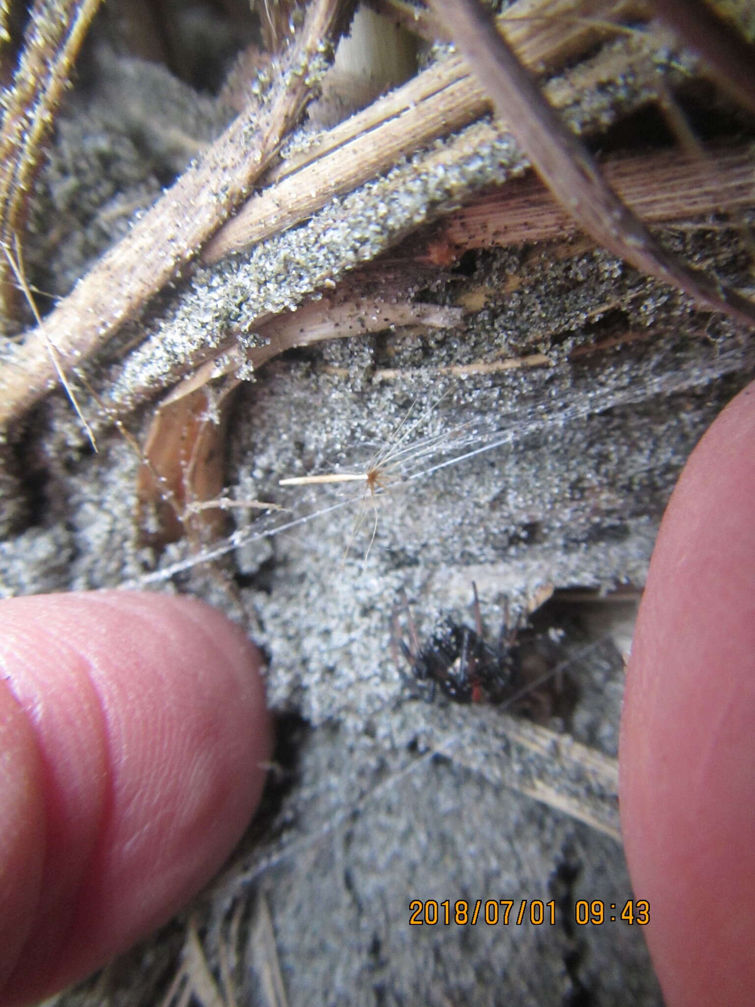 Image of Oxyopes gracilipes (White 1849)