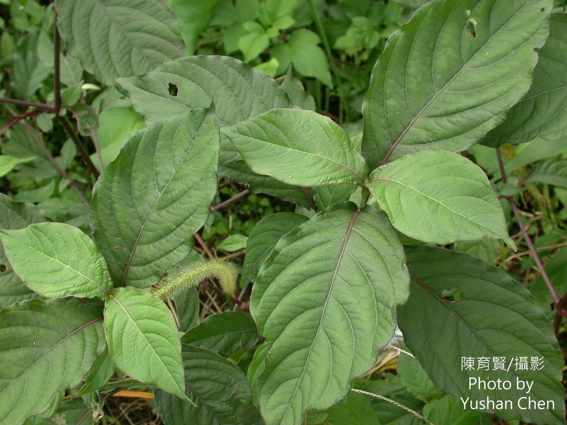 Слика од Achyranthes splendens var. rotundata Hillebr.