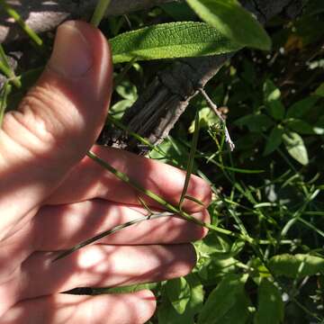 Image of Cosmos crithmifolius Kunth