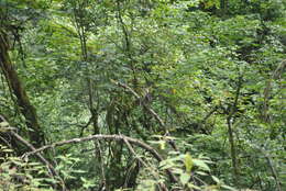 Image of Darjeeling Woodpecker