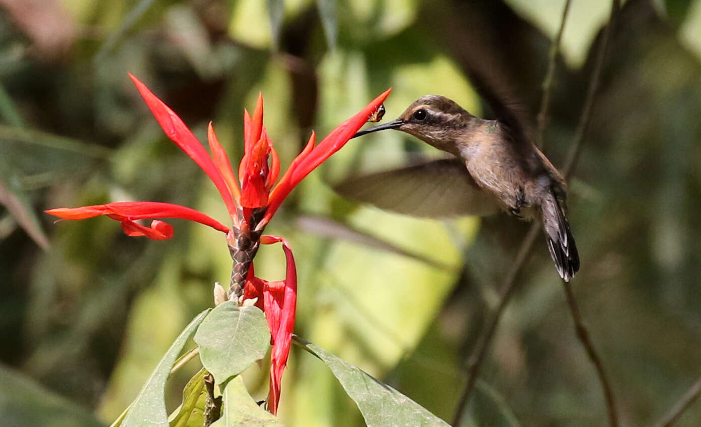 Image of Red-billed Emerald