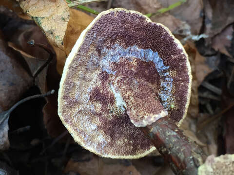 Image of Trichaptum biforme (Fr.) Ryvarden 1972