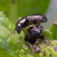 Image of Hemiglyptus basalis (Crotch 1874)