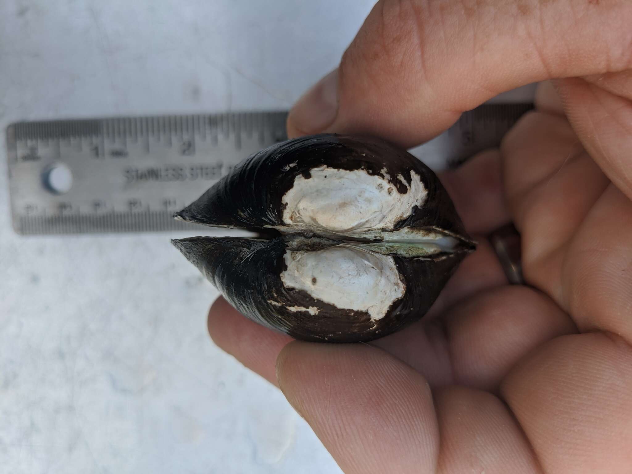 Image of Higgins' Eye Pearly Mussel