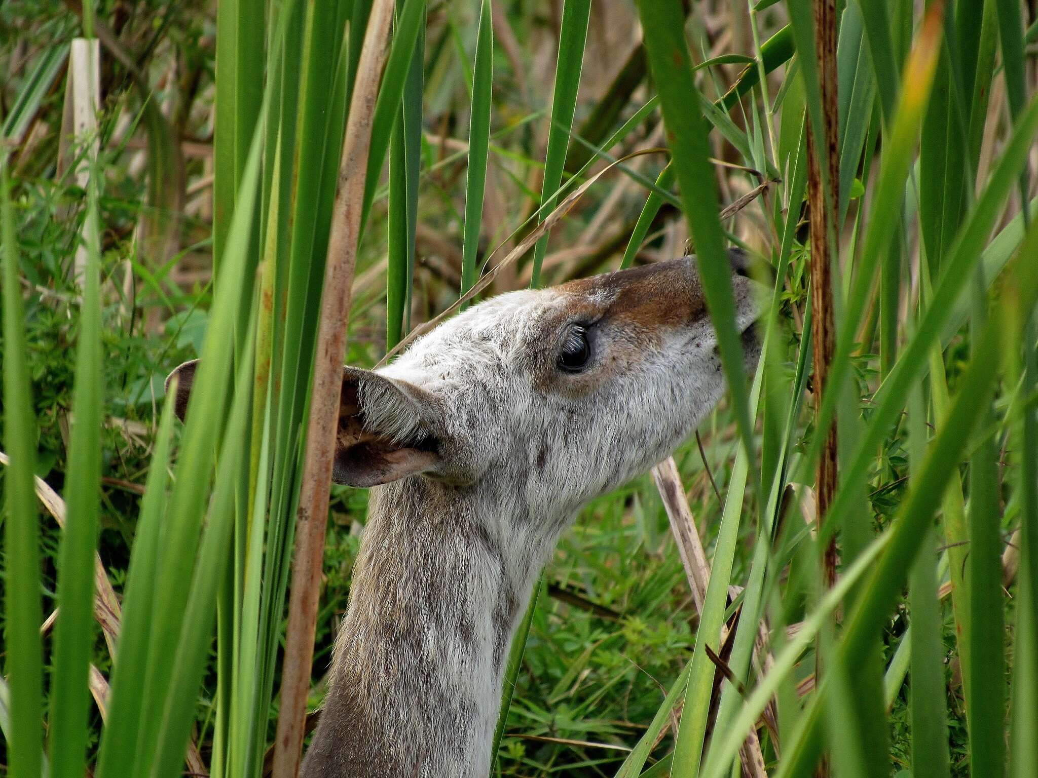 Image of Bulrush