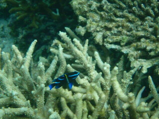 Image of Blue-streak damsel