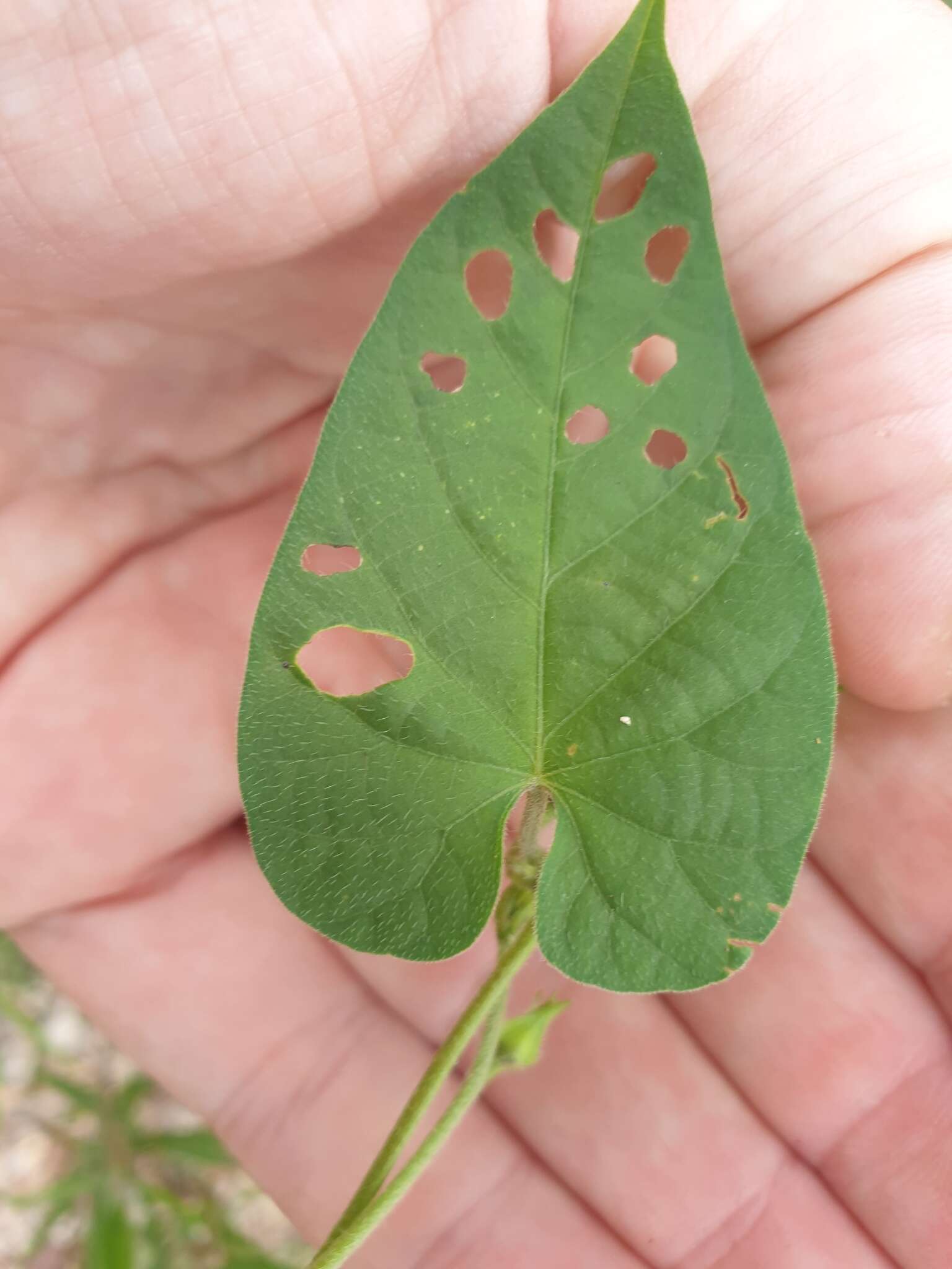 Image of Ipomoea biflora subsp. biflora