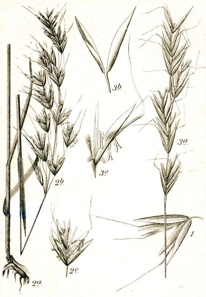 Image of wild oat