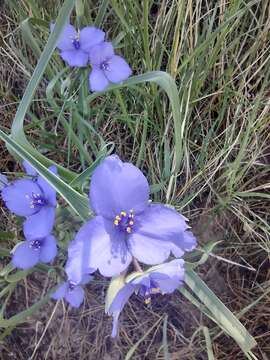 Image of prairie spiderwort