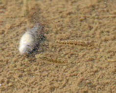 Image of Desert Pupfish