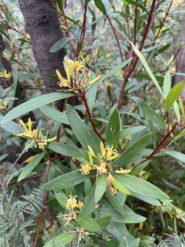 Слика од <i>Persoonia confertiflora</i>