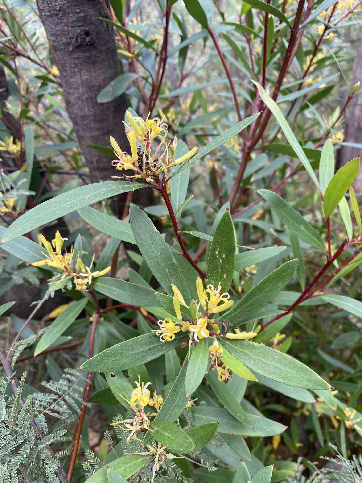 Imagem de <i>Persoonia confertiflora</i>