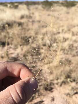 Plancia ëd Muhlenbergia arenacea (Buckley) Hitchc.