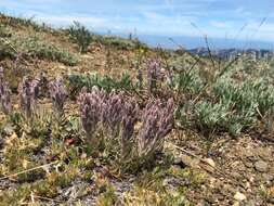 Image of splithair Indian paintbrush