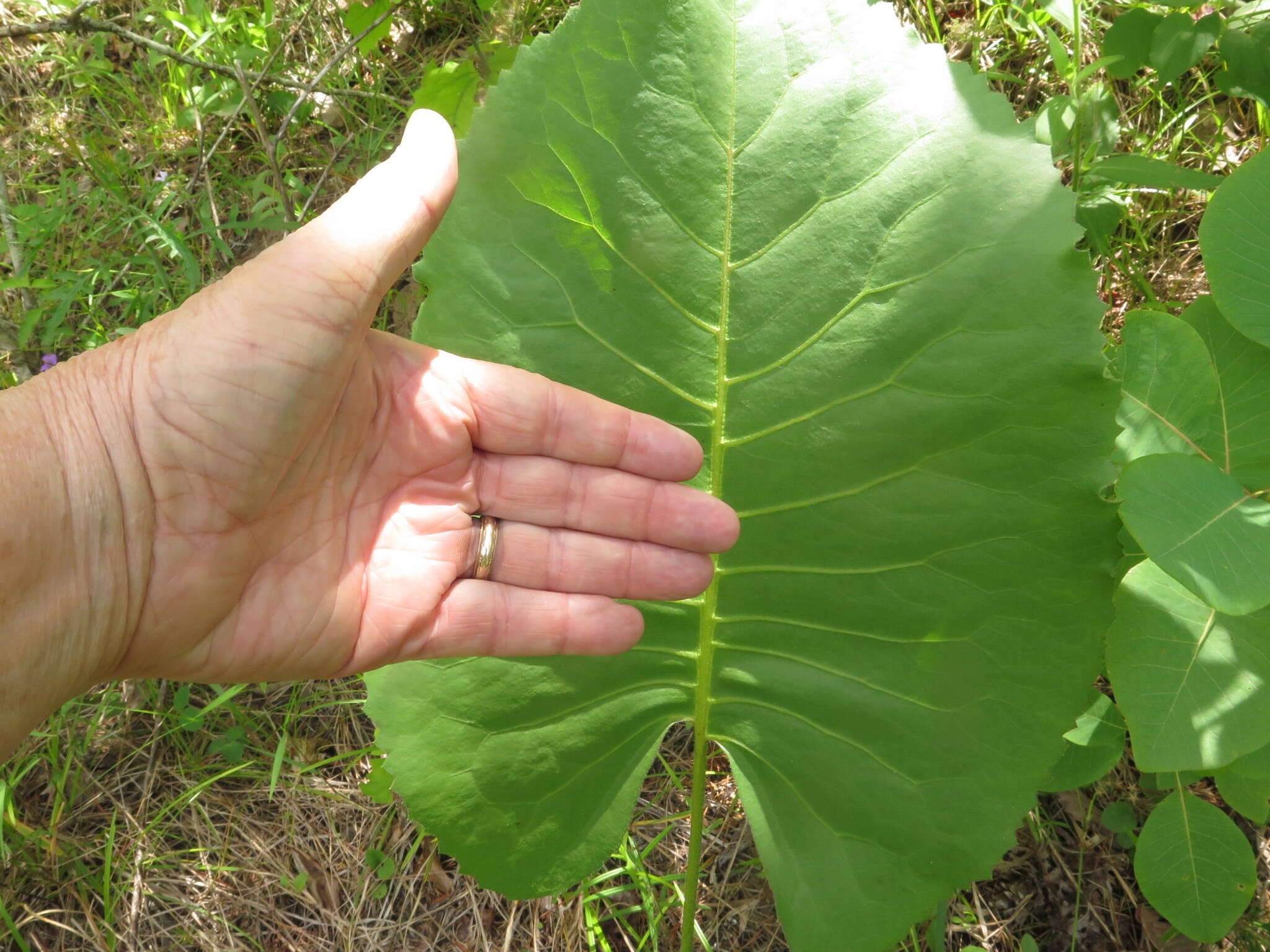 Image of <i>Silphium <i>terebinthinaceum</i></i> var. terebinthinaceum