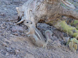 Image of Harris's Antelope Squirrel