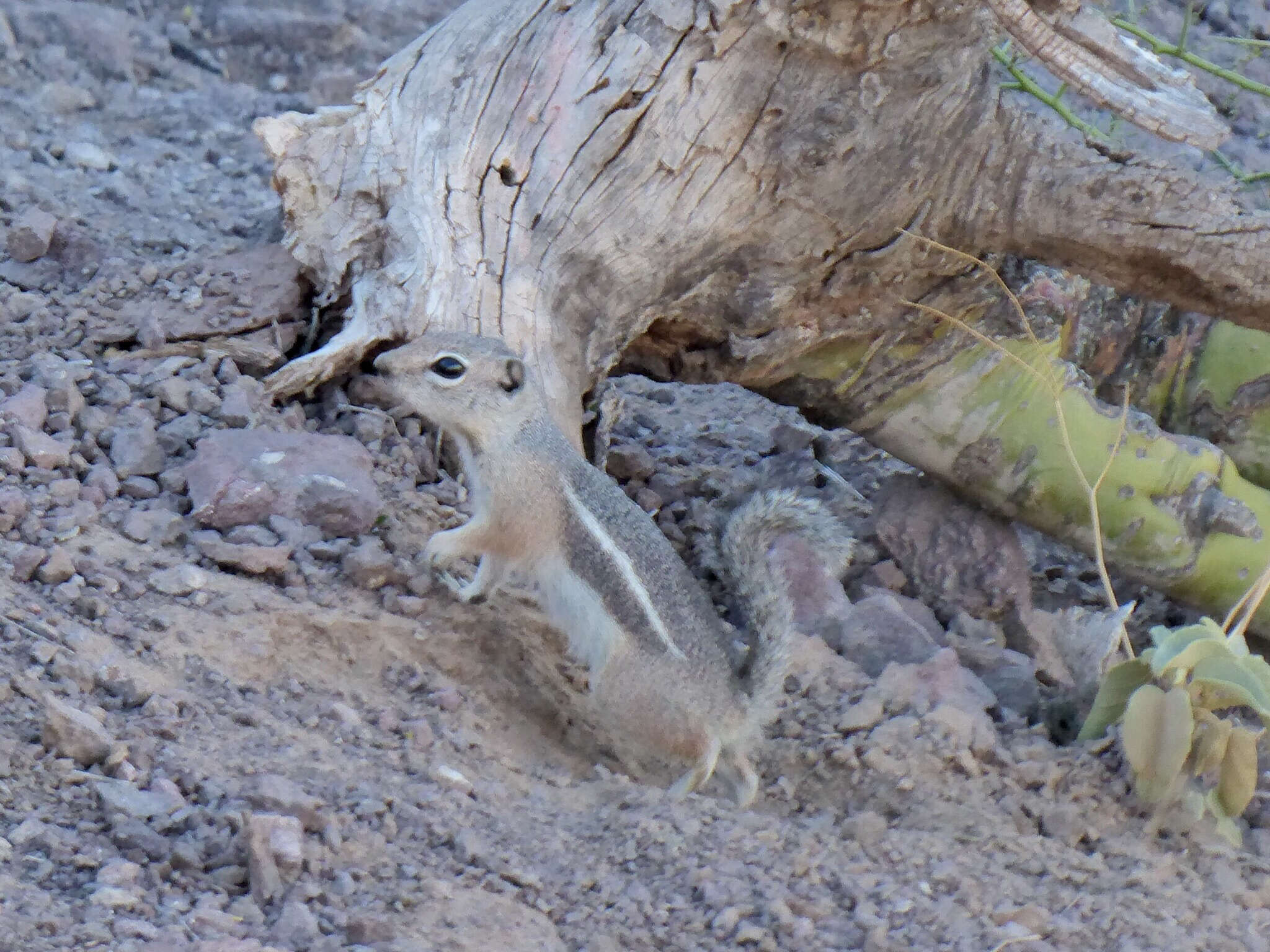 Image of Harris's Antelope Squirrel