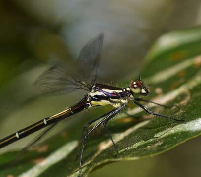 Image of Sydney flatwing