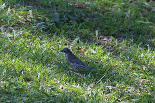 Image of Grey Shrike-thrush