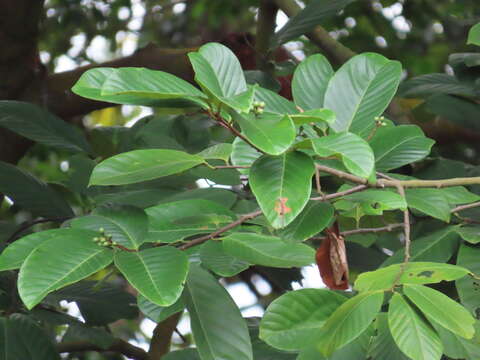 Image of Pygeum polystachyum Hook. fil.