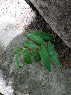 Image of Polygonatum biflorum var. biflorum