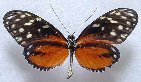 Image of Heliconius hecale zuleika