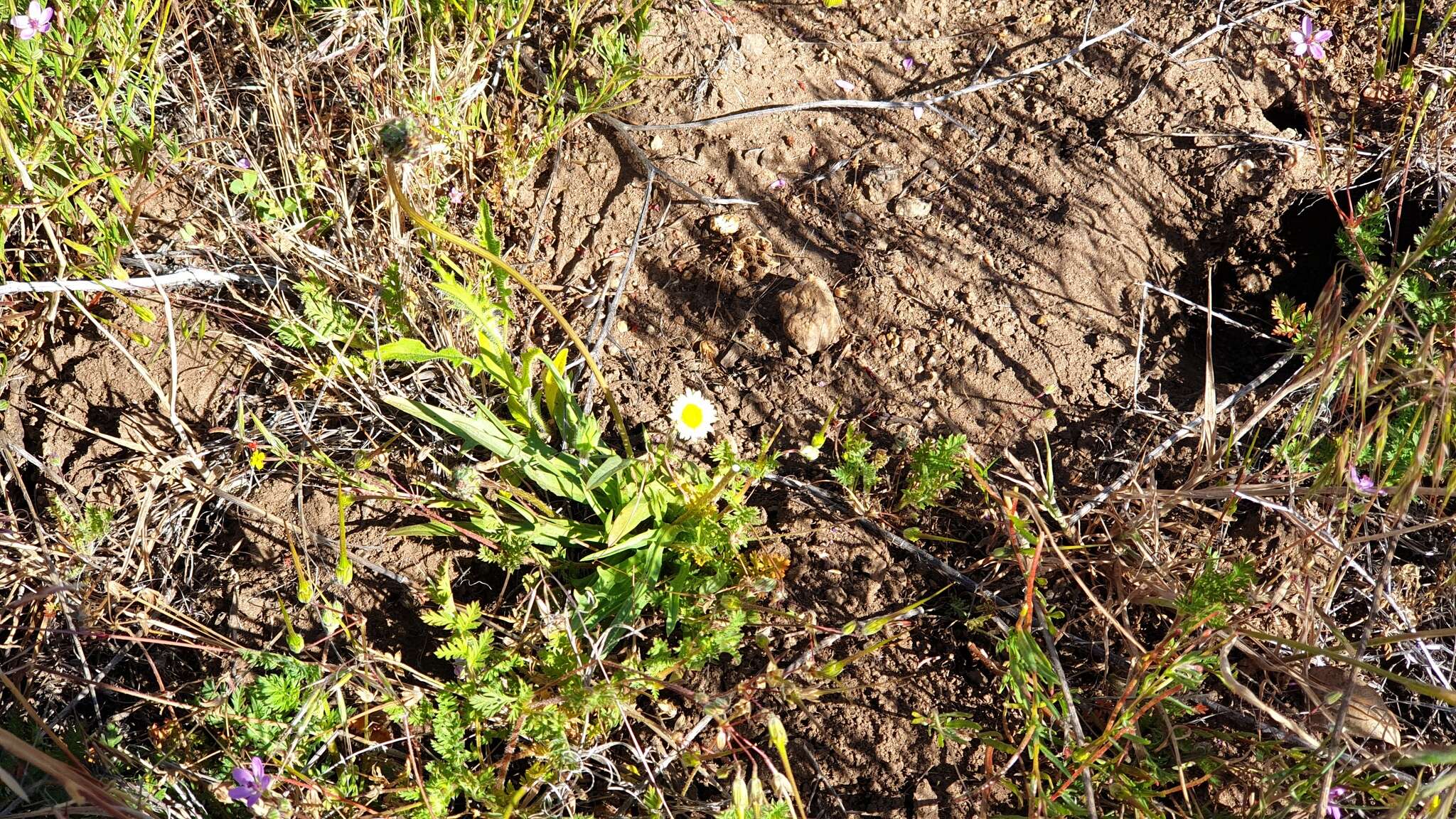 Imagem de Agoseris heterophylla var. heterophylla