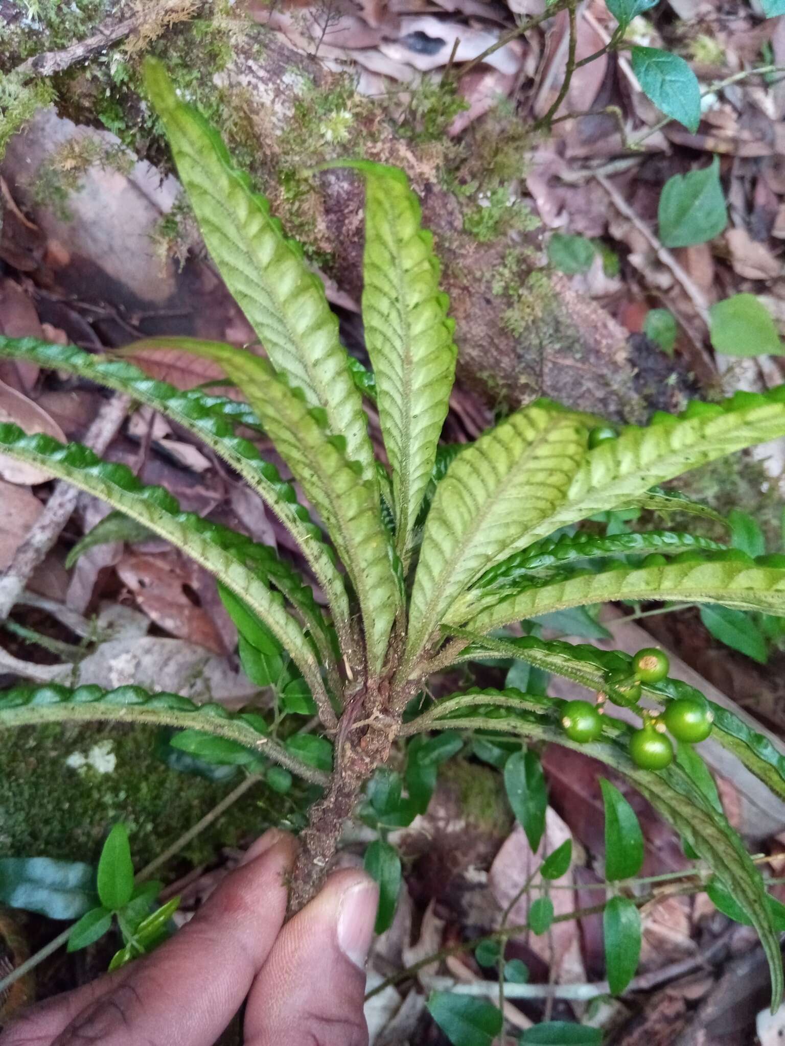 Imagem de Psychotria armandii Razafim. & B. Bremer