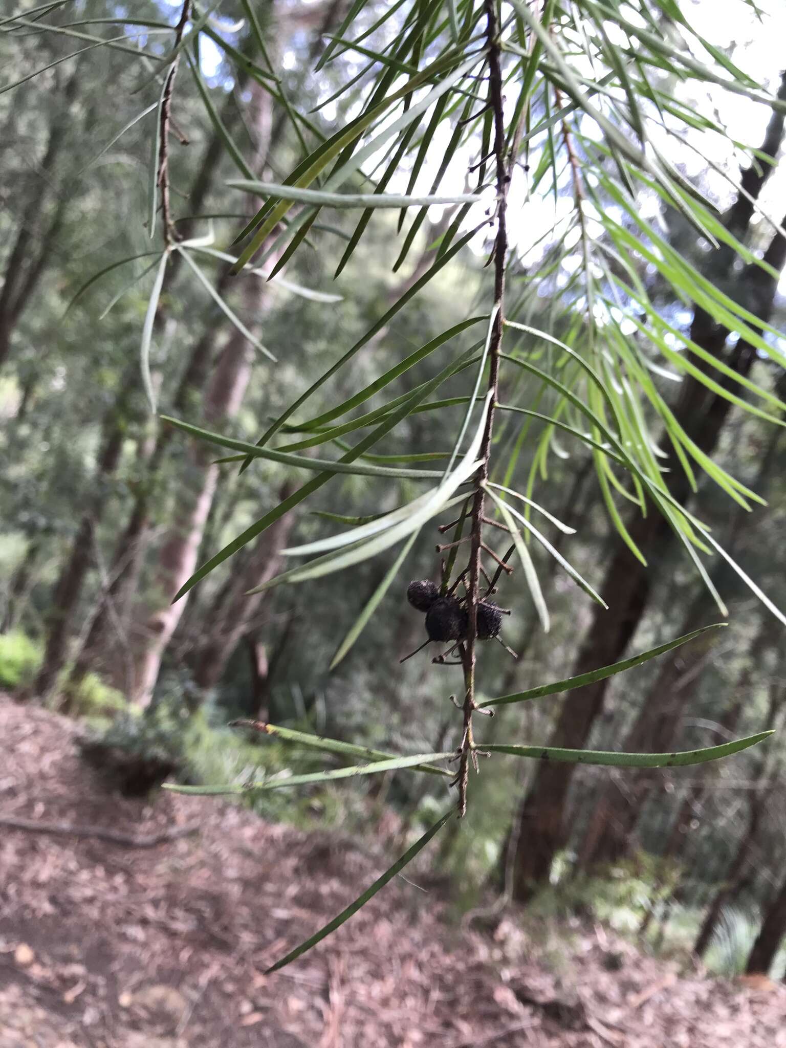 Plancia ëd Persoonia linearis Andr.