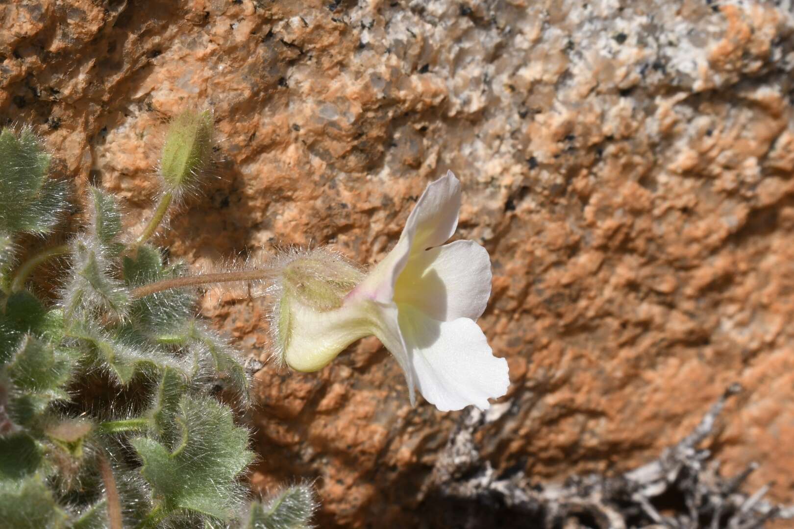 Image of Colpias mollis E. Mey.